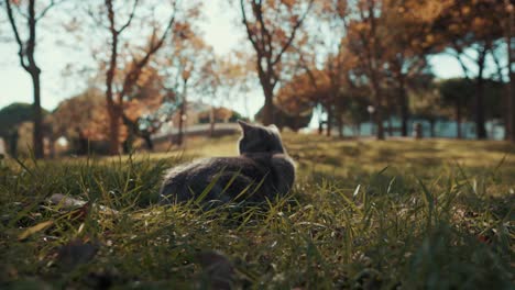 Vista-De-Perfil-De-Lindo-Gato-En-El-Parque,-Grandes-Mottes,-Francia