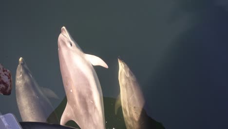 three bottlenose dolphins swimming on bow of a boat looking to the camera