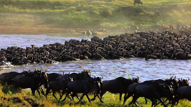 VIDEO DELLA GRANDE MIGRAZIONE AL PARCO NAZIONALE DEL SERENGETI