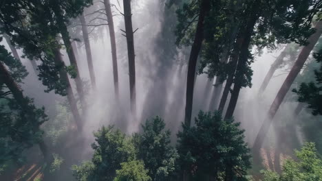 misty forest from an aerial view