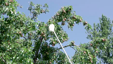 cesta de la cabeza del recolector de frutas utilizada en la cosecha de peras - tiro de ángulo bajo