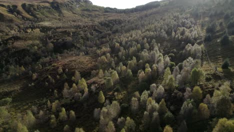 A-drone-flies-backwards-above-a-forest-of-native-birch-trees-in-full-autumn-colour-as-light-from-a-setting-sun-catches-the-tree-canopy,-set-amongst-a-hilly-landscape