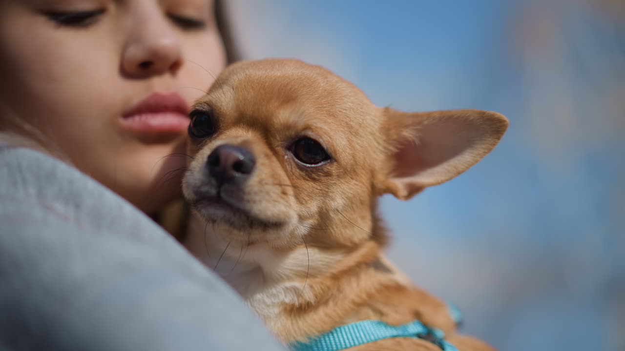 Adolescente abraza a un perro, joven sostiene una pequeña mascota cerca del pecho, adolescente acurruca suavemente a un pequeño can contra un cálido suéter, joven reconforta a un perro miniatura abrazándolo suavemente en un tranquilo parque.