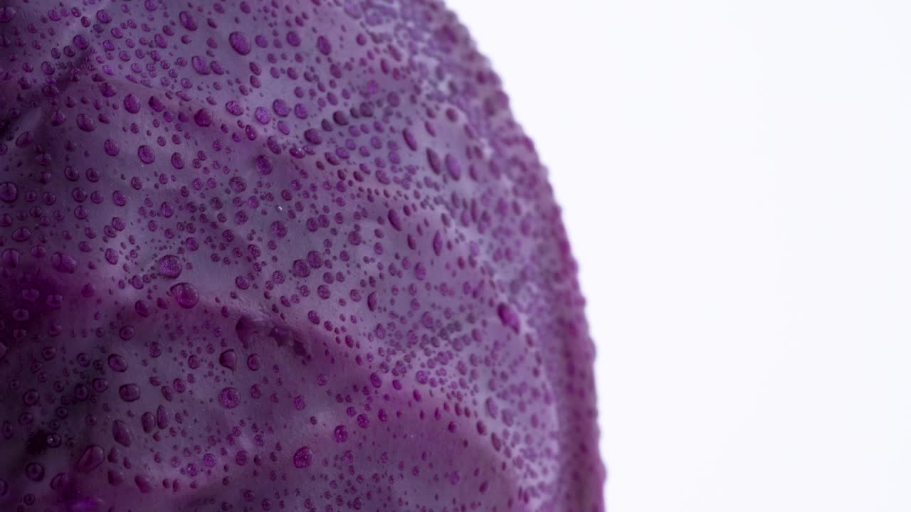 macro disparo de la parte lateral de un mini repollo púrpura entero con gotas de agua. girando lentamente en la mesa giratoria aislada en el fondo blanco. primer plano.