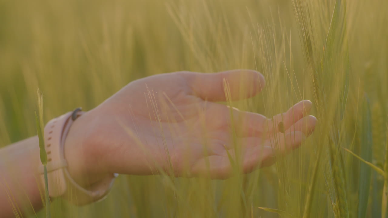 해가 지는 동안 곡물 들 을 만지는 여인 의 손 과 여인 의 벌레 의 클로즈업