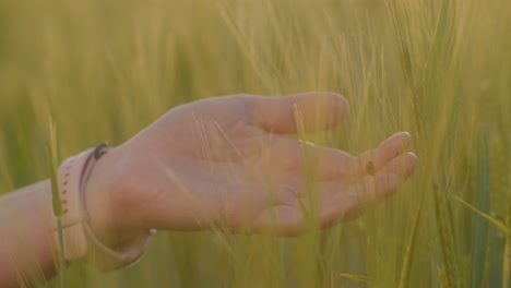 primer plano de la mariposa y la mano de la mujer tocando las orejas de grano al atardecer