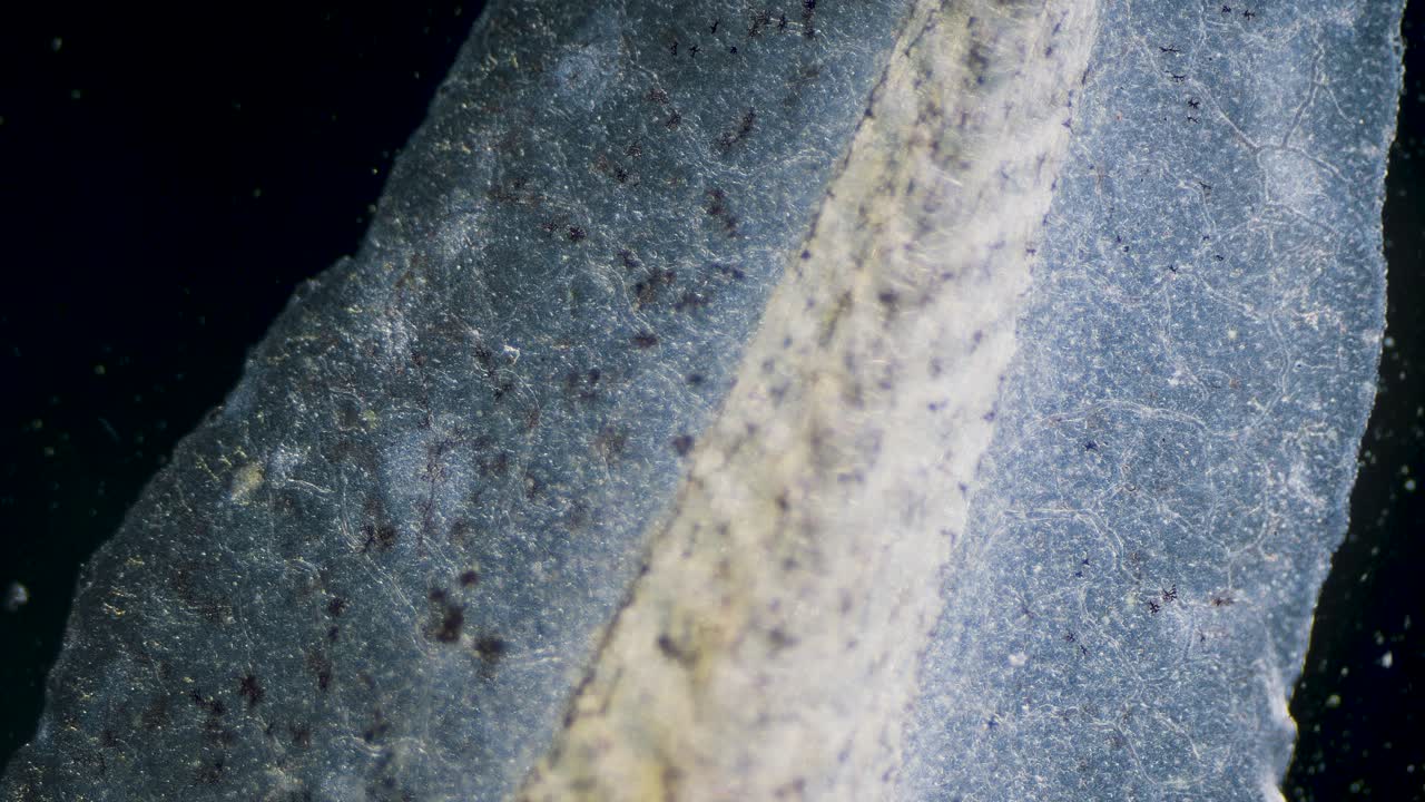 sangre movimiento de eritrocitos en vasos sanguíneos capilares microscopía