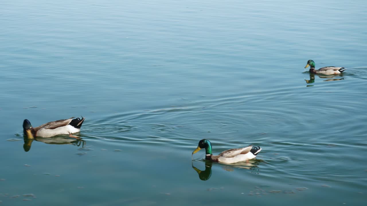 canada lake ontario summer water lakeshore toronto etobicoke water humber