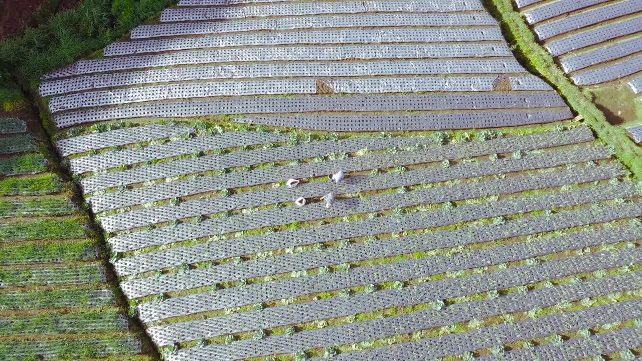 상승하는 공중 하향식:따뜻한 햇살이 내리쬐는 날 농장에서 일하는 농부 그룹