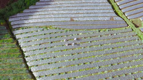 ascending aerial top down shot: group of farmer working on plantation during warm sunny day