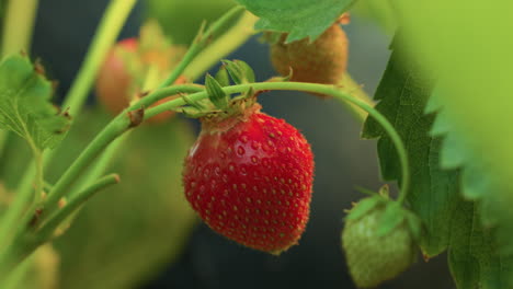close up ripe strawberry hanging from stem among green leaves in garden during harvest with human hand slightly visible in soft background suggesting organic farming and freshness of natural fruit