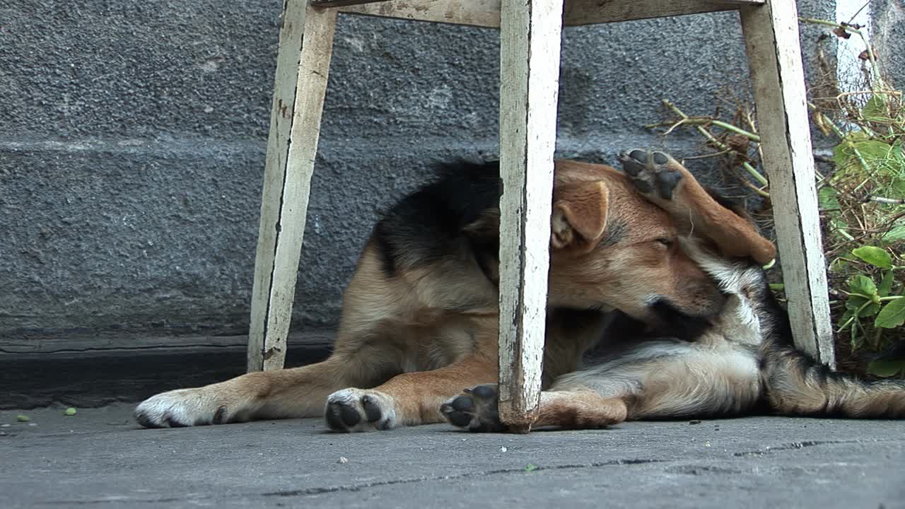 어린 강아지가 여름에 의자  ⁇ 에서  ⁇ 빛에서 숨어 있습니다.