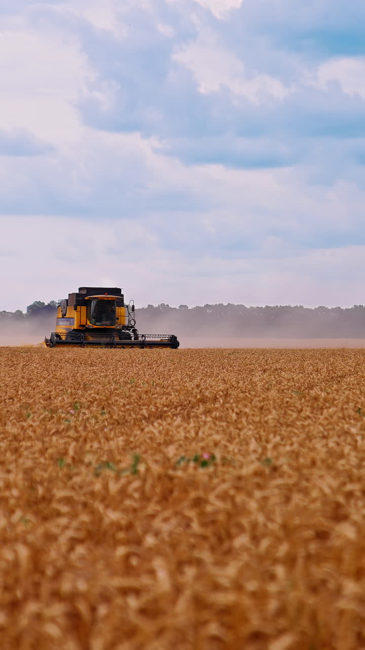 Modern combine harvester collects wheat