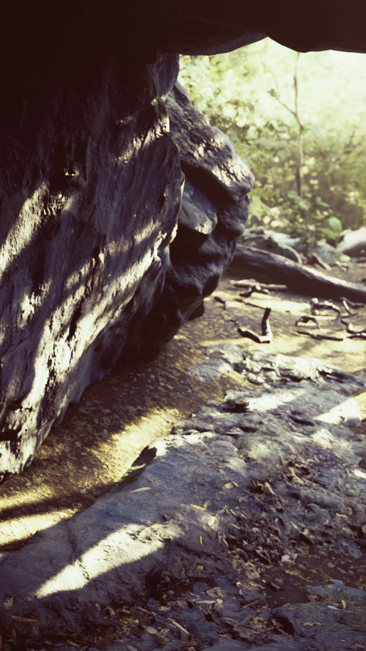Sunlight dances through a forest revealing a tranquil hidden pathway