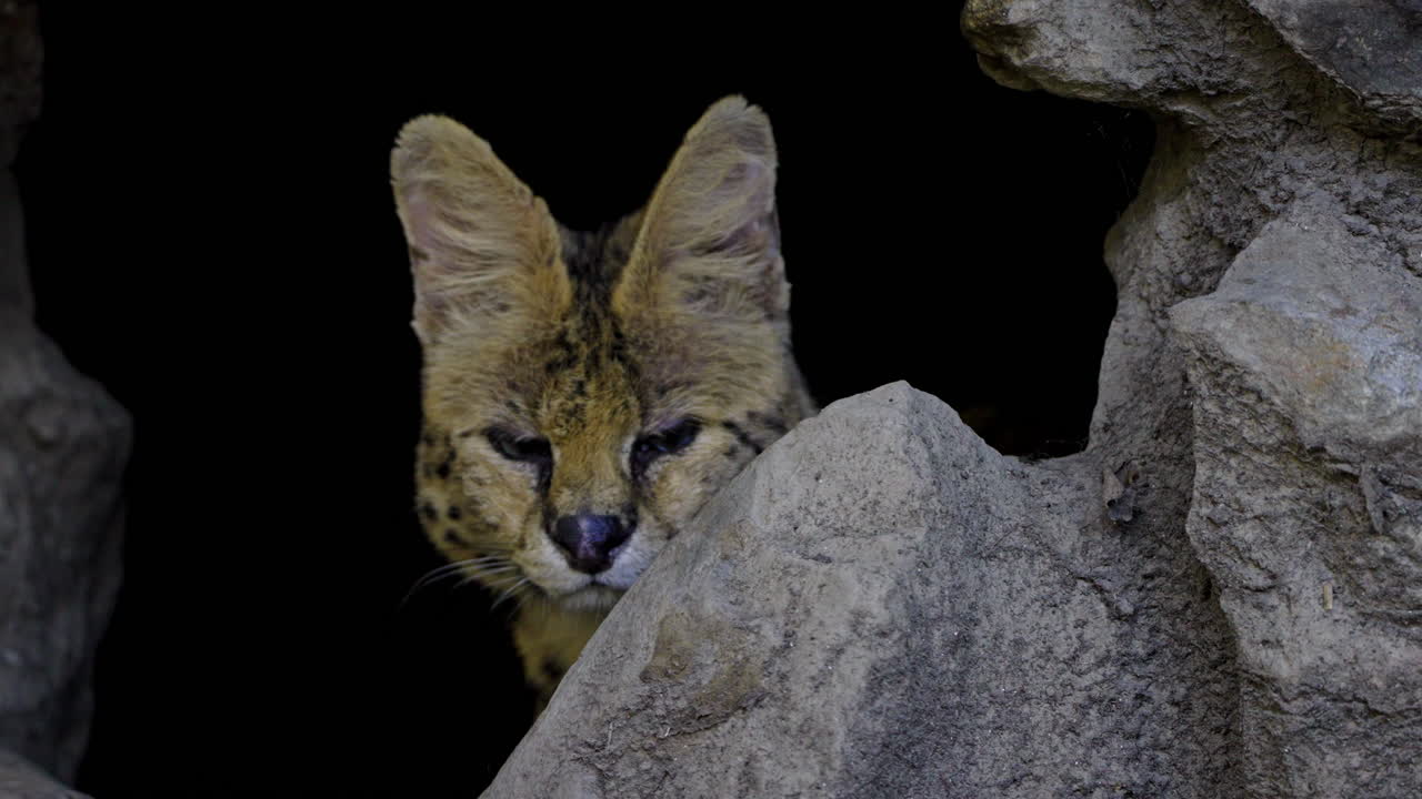 Serval Peeking from Rocks