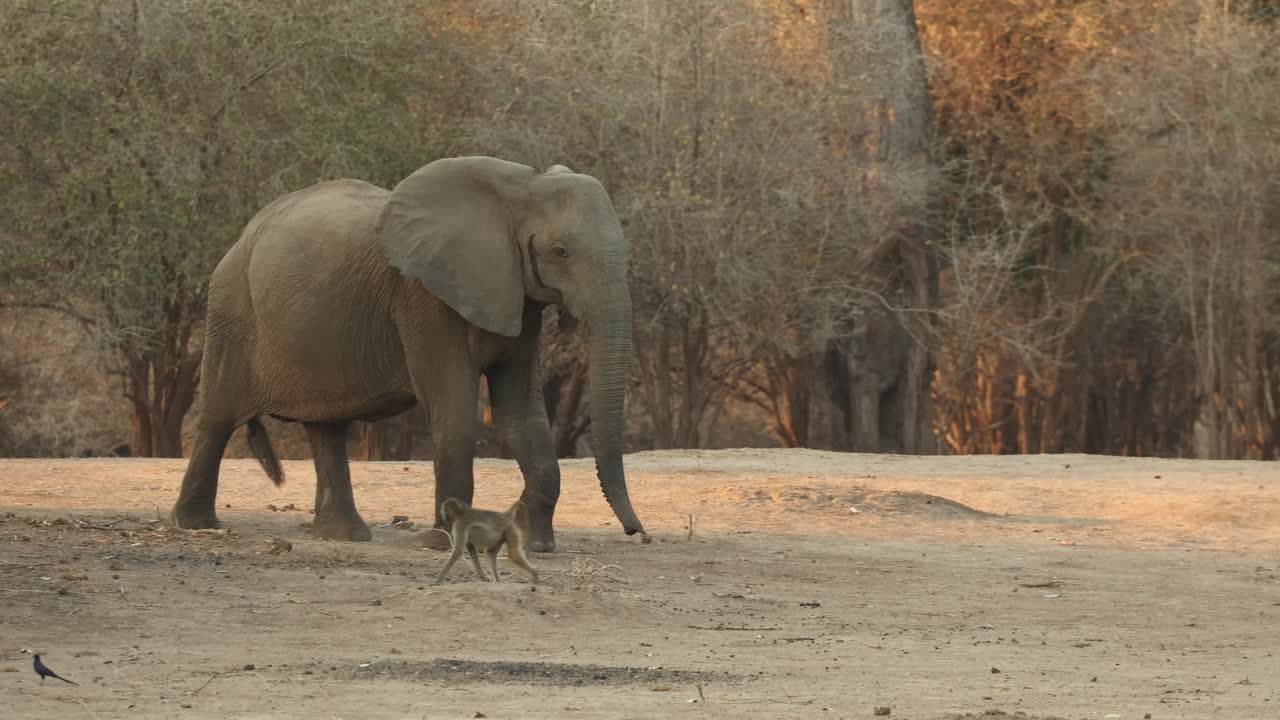 Wide shot of an African elephant walking past a Chacma baboon and briefly stopping to look at the animal, Mana Pools, Zimbabwe