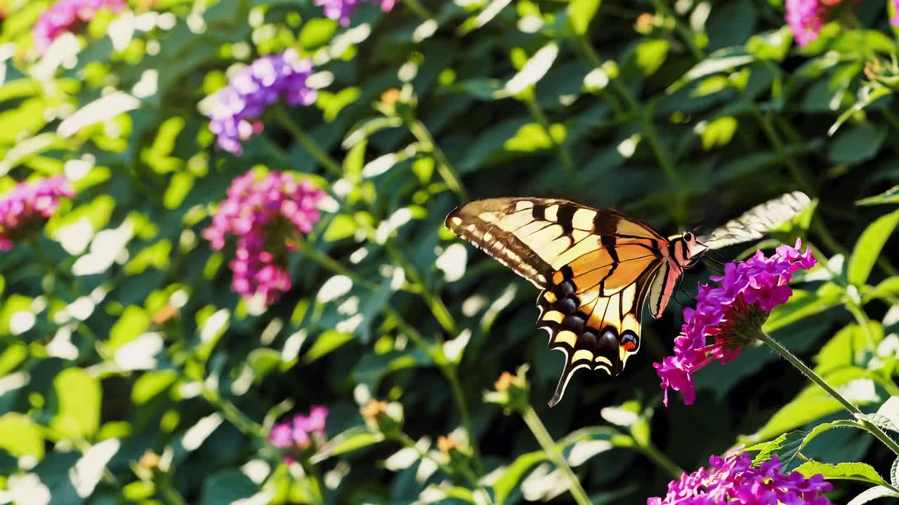 Close-up video angle of a butterfly on vibrant flowers, capturing nature's beauty with soft sunlight