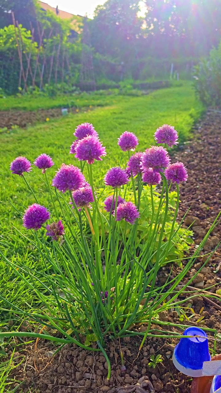 Inquadratura verticale statica di erba cipollina in fiore, risplendente nella calda luce del tramonto del giardino.