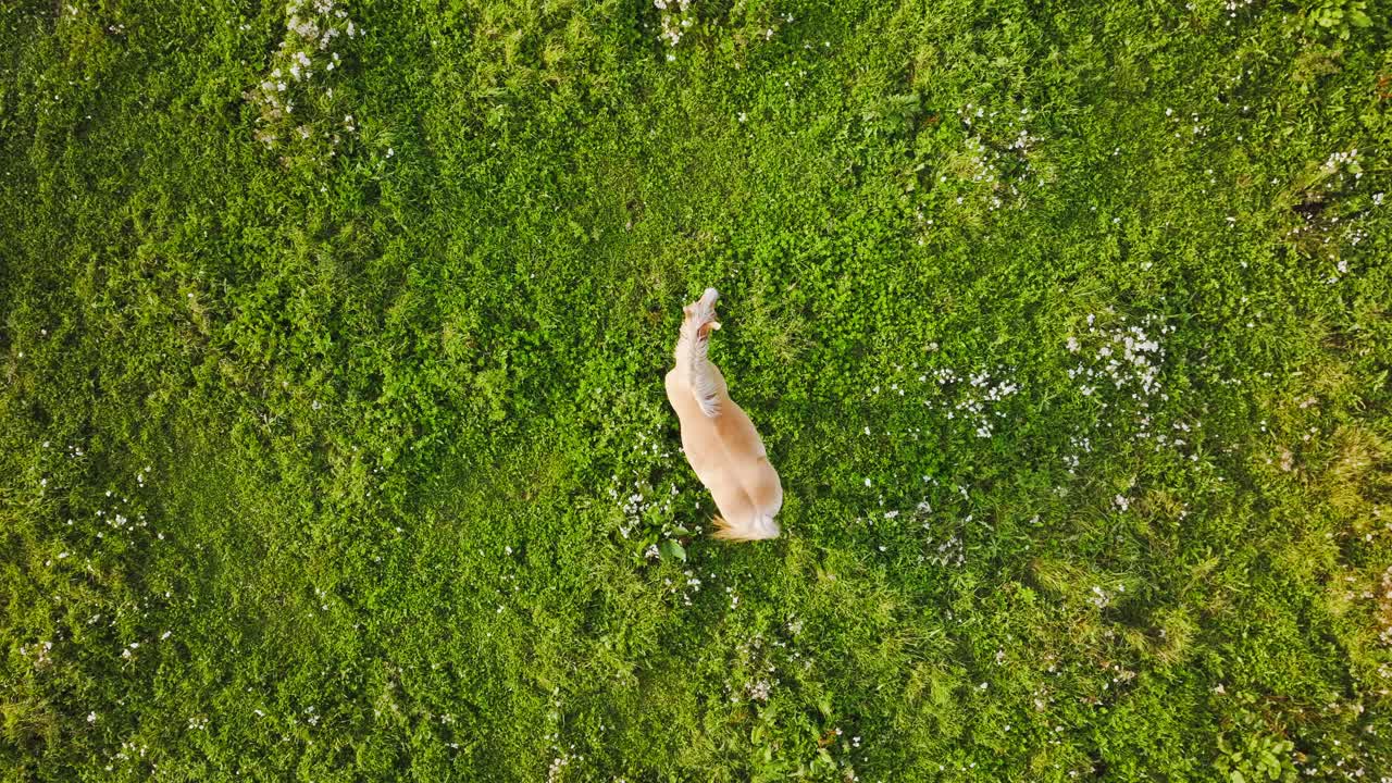 Drone descends top down above grazing horse on green field, evening golden light