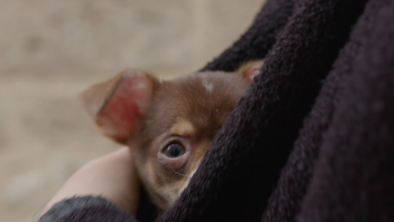 사랑스러운 갈색 치후아와 강아지