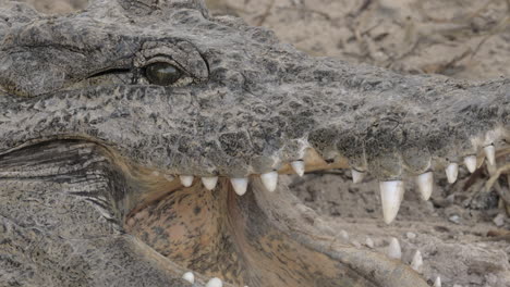 crocodile cooling itself with open jaws