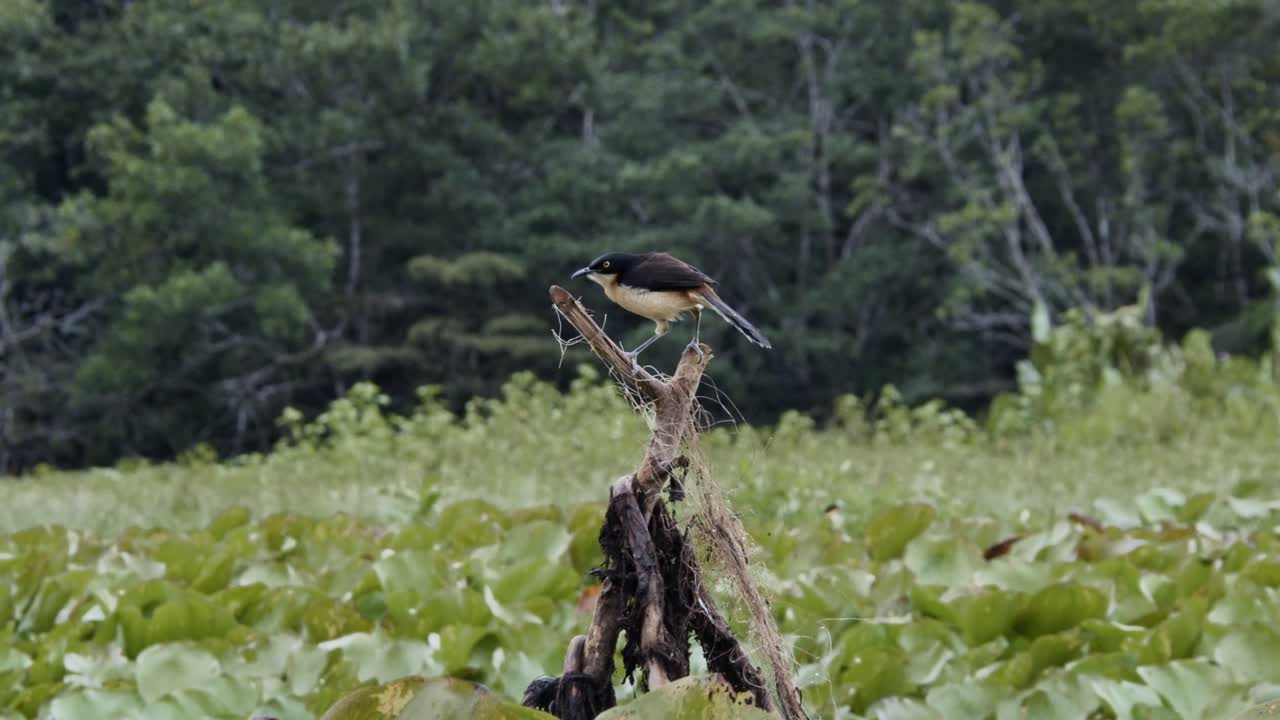 Beautiful black and yellow bird standing over fallen tree in the middle of low vegetation with tall rainforest canopy on the back