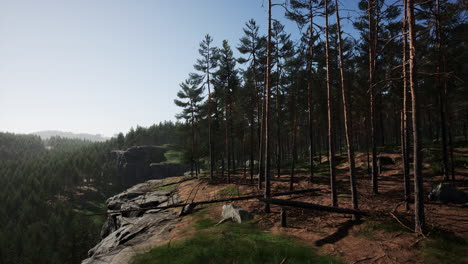 wild pine trees at dawn during sunrise in a beautiful alpine forest