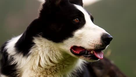 loyal pet, alert canine, doggy close-up profile, panting warm sheepdog