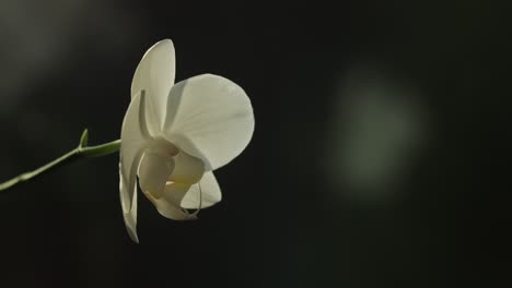 time-lapse of sunlight lighting up a vibrant bright white cattleya orchid flower with out of focus blurred reflection in the background