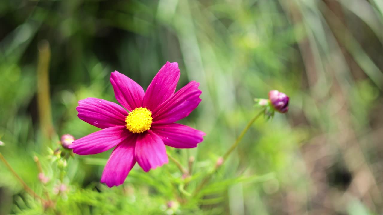 활기찬 분홍색 우주 꽃이 꽃을 피우고 있습니다.