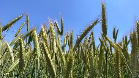 Primer-Plano-De-Un-Campo-De-Maíz-En-Crecimiento-Durante-La-Luz-Del-Sol-Contra-El-Cielo-Azul,-Tiro-De-Carro-Lento