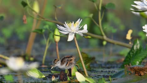 polluelos de jacana de cola de faisán que se alimentan de hojas flotantes de lirio de agua