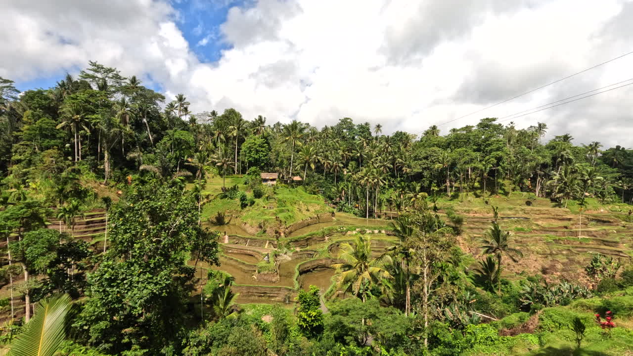 terraza de arroz tegallalang en ubud, bali, indonesia