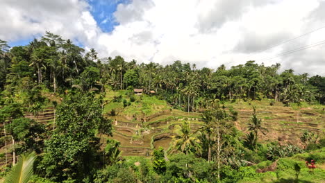 Tegallalang-Rice-Terrace-in-Ubud,-Bali-Indonesia