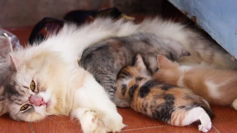 content mother cat feeding her playful kittens