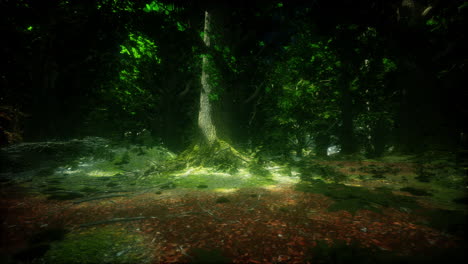 rain forest in central america