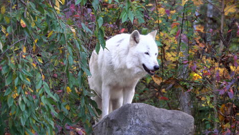 a southern rocky mountain gray wolf stands atop a boulder and surveys her surroundings