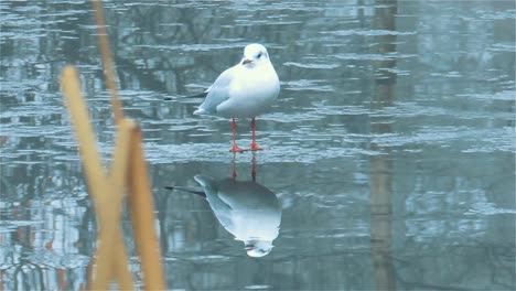 La-Gaviota-Descansa-Sobre-El-Hielo-En-Un-Lago-Congelado---Toma-De-Mano