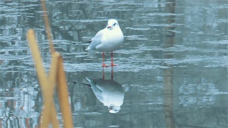 la gaviota descansa sobre el hielo en un lago congelado - toma de mano