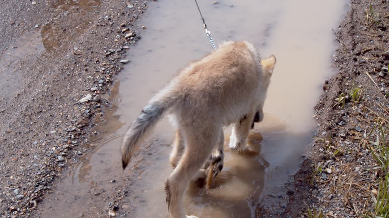 cachorro de lobo gris bebé jugando en un charco de agua