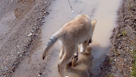 baby gray wolf pup playing in a puddle of water