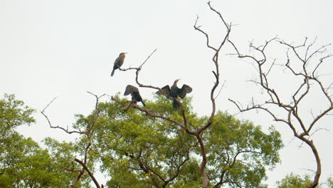 Three-Birds-Resting-on-Tree-Branch-During-Cloudy-Rainy-Day