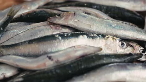 fresh sardines