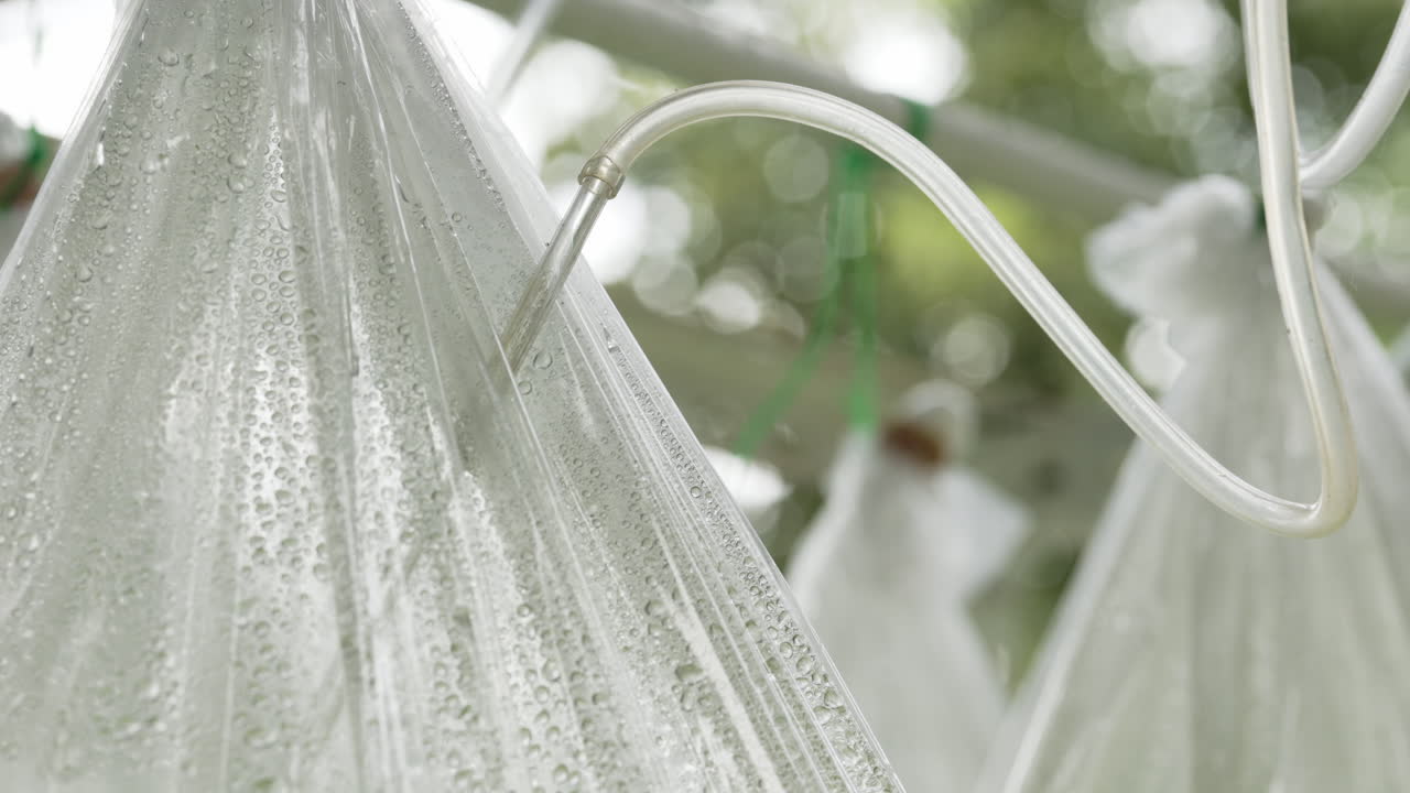 Plastic Bag Growing System with Drip Irrigation