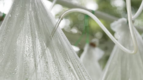 plastic bag growing system with drip irrigation