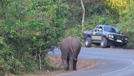 An-Indian-Elephant-Elephas-maximus-indicus,-walking-by-the-roadside-while-eating-some-twigs-and-leaves