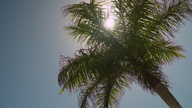 Summer Holiday Concept Looking Up At Palm Tree With Blue Sky And Clouds 2