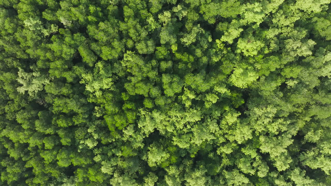 Aerial view of mangrove tree in Thailand