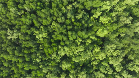 aerial view of mangrove tree in thailand