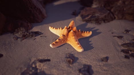 starfish on sandy beach at sunset